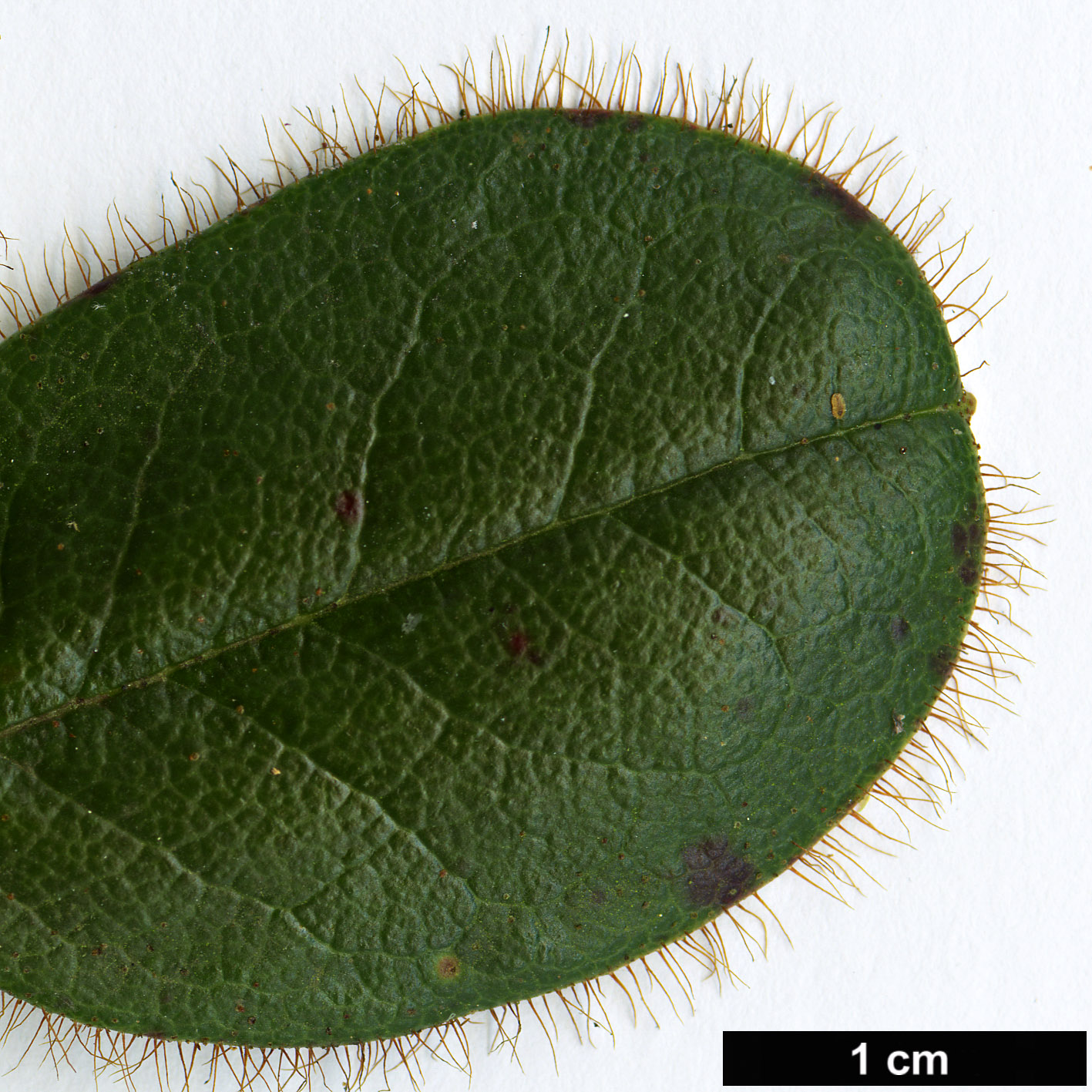 High resolution image: Family: Ericaceae - Genus: Rhododendron - Taxon: oblongilobatum